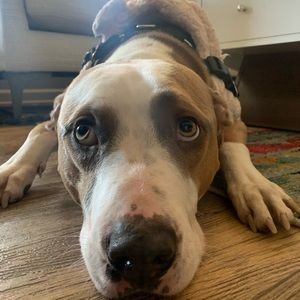 Meet your Posher, Brandon